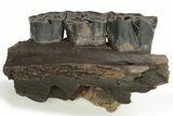 Fossil Woolly Rhino (Coelodonta) Maxilla Section - Siberia #225188-5